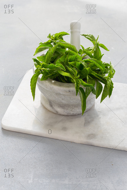 Fresh bunch of basil in a marble mortar