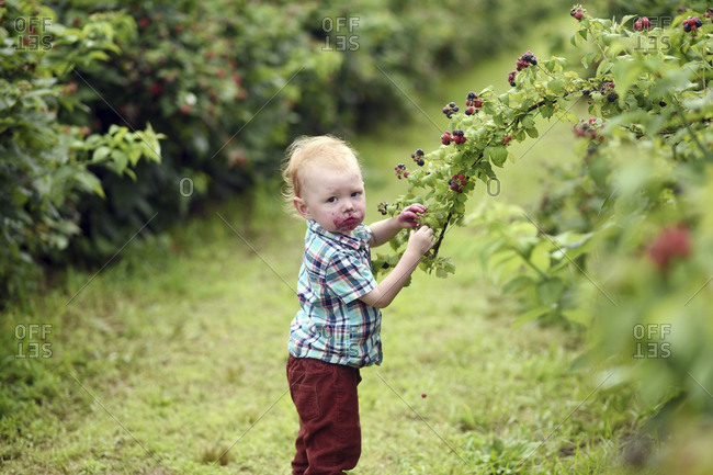 Side view portrait of cute baby boy with messy face eating fresh raspberries while picking it from plants on field