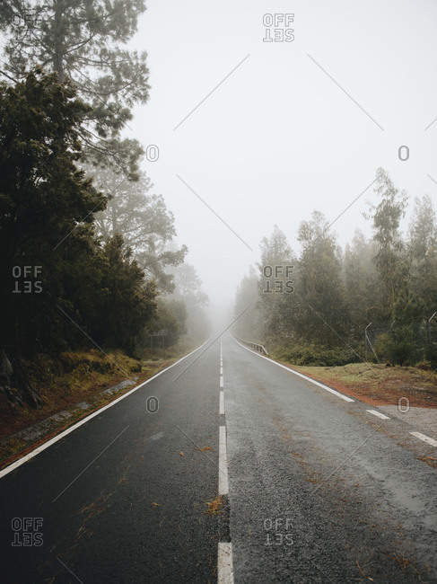Empty asphalt road through the trees in foggy weather