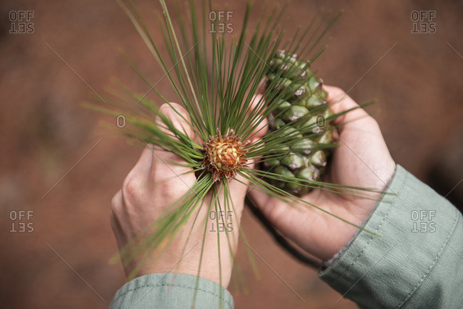 High angle view female hands holding green pine cone and pine branch