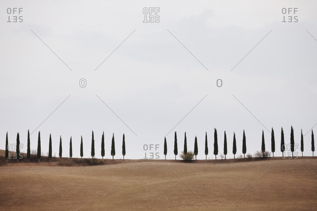 Cypress trees on the field in Tuscany