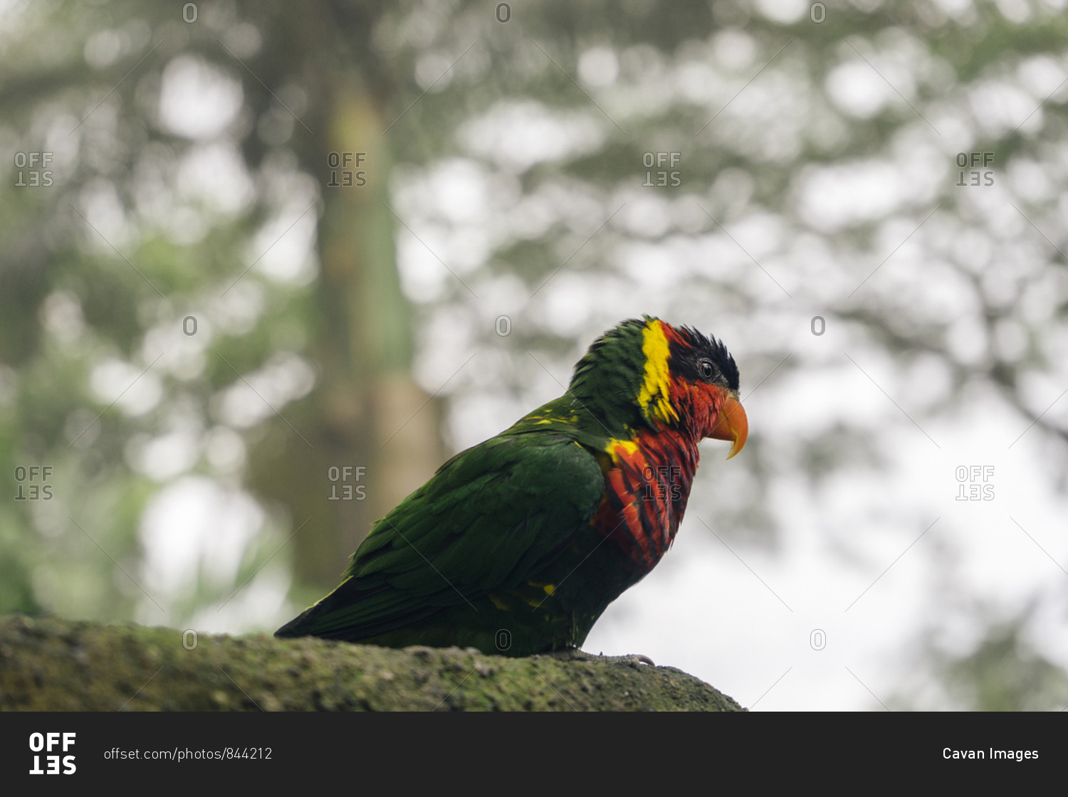 Close-up of colorful lorikeet perching on branch in forest