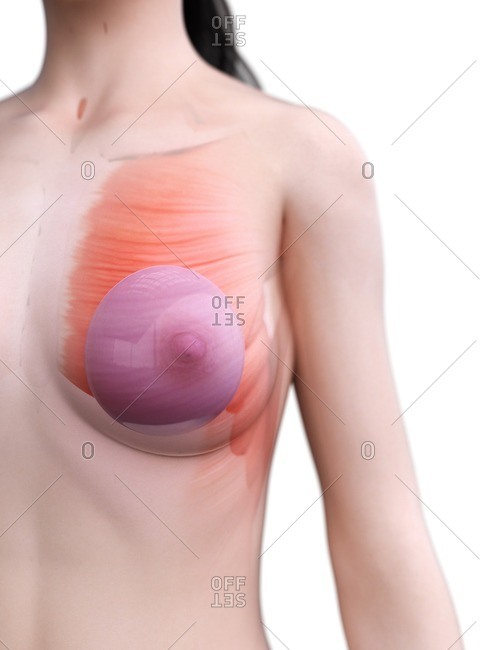 Breast implants, computer illustration - Offset