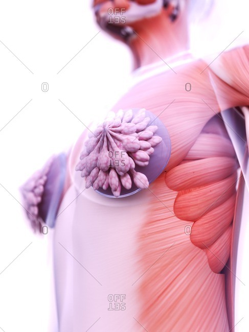 Breast implants, computer illustration - Offset