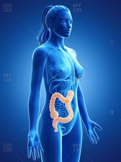 Large intestine, computer illustration.