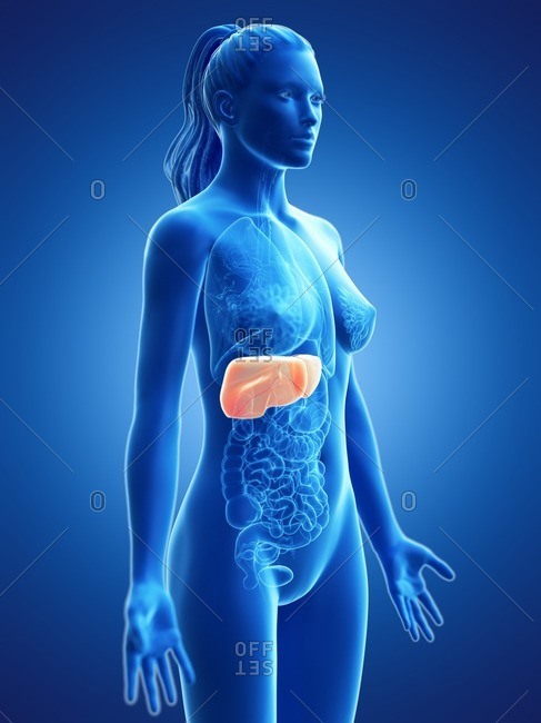 Liver, computer illustration.