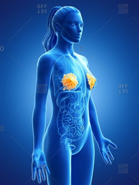 Breast anatomy, computer illustration.