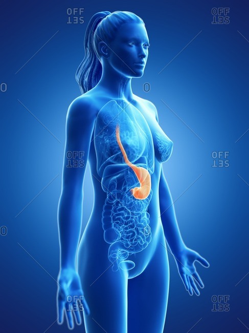 Stomach, computer illustration. - Offset Collection
