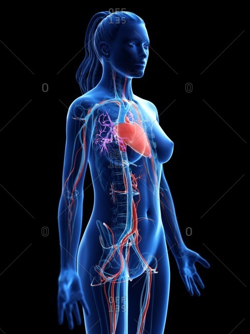 Vascular system, computer illustration.