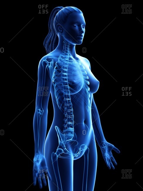 Female skeleton, computer illustration.