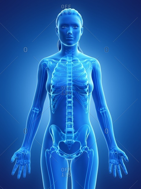 Female skeleton, computer illustration.