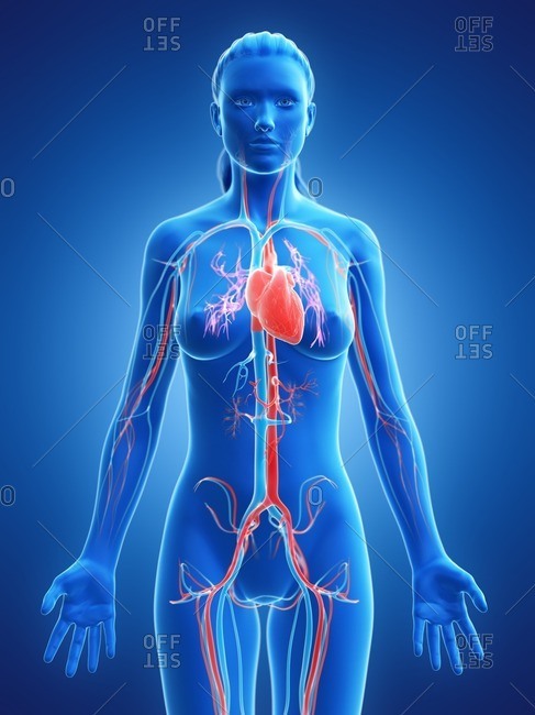 Heart, computer illustration.