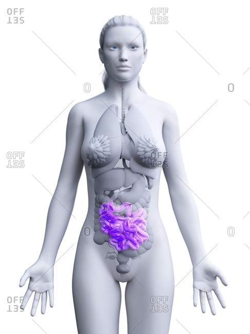 Small intestine, computer illustration - Offset