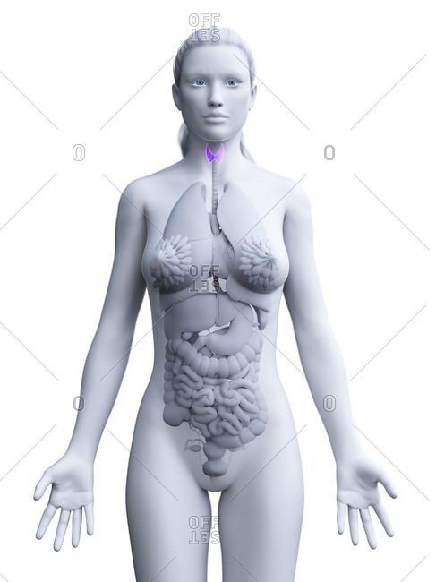 3d rendered medically accurate illustration of a womans thyroid