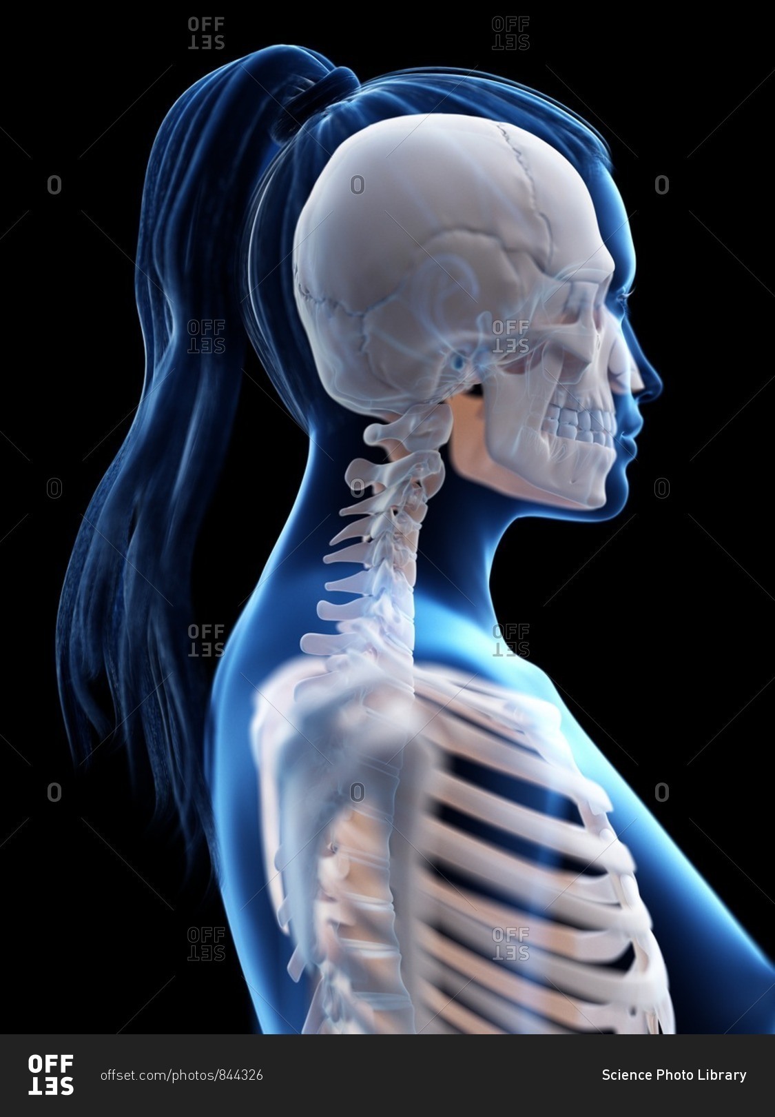 Head and neck anatomy, computer illustration.