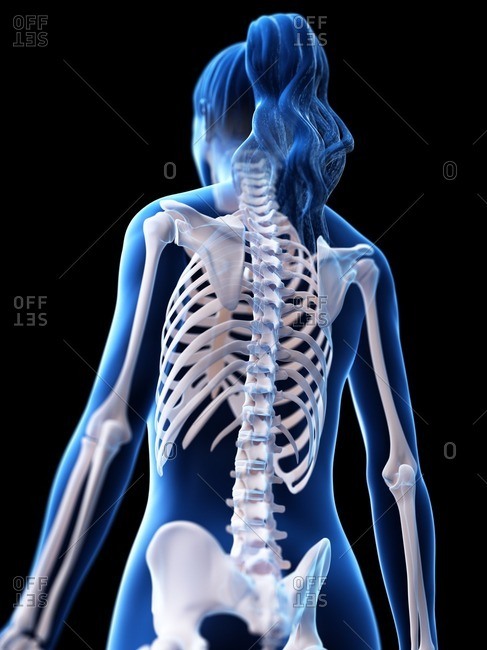 Female skeleton, computer illustration.