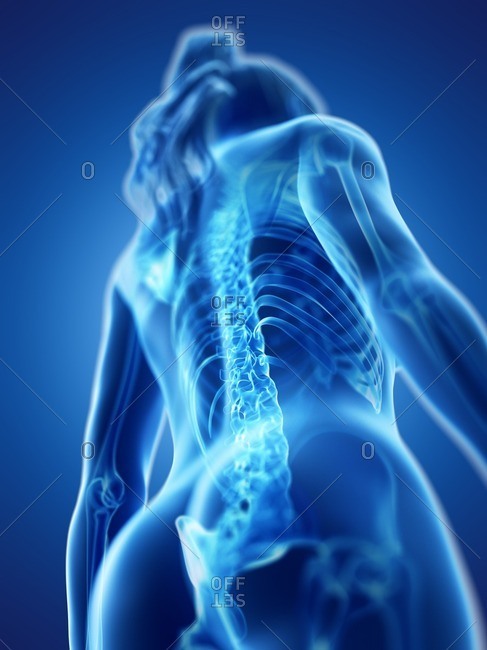 Spine, computer illustration.