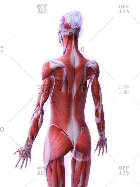 Female musculature, computer illustration - Offset