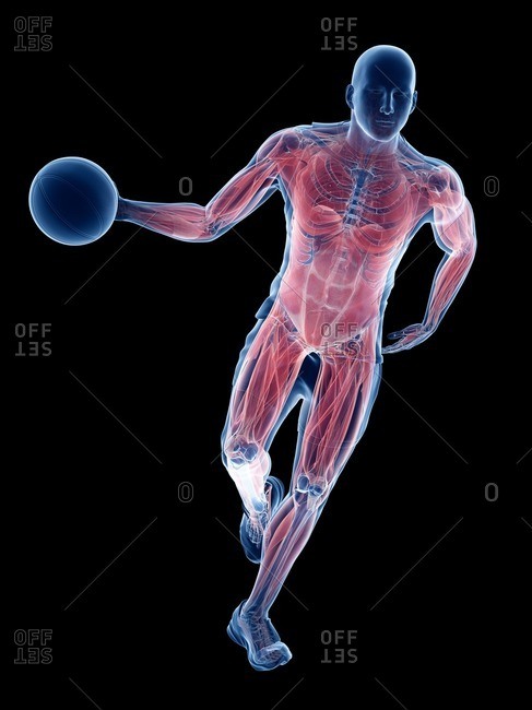 Basketball player's muscles, computer illustration.