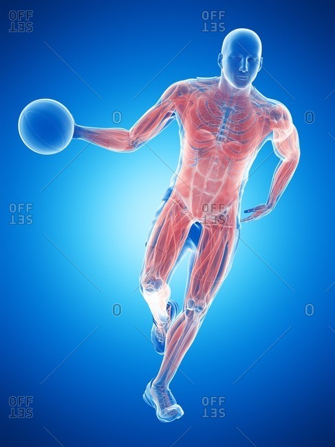 Basketball player's muscles, computer illustration.