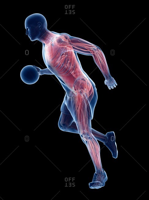 Basketball player's muscles, computer illustration.