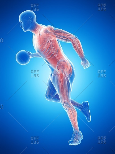 Basketball player's muscles, computer illustration.