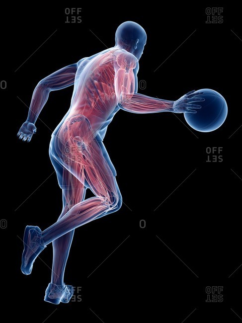 Basketball player's muscles, computer illustration.