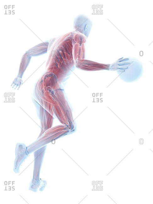Basketball player's muscles, computer illustration.