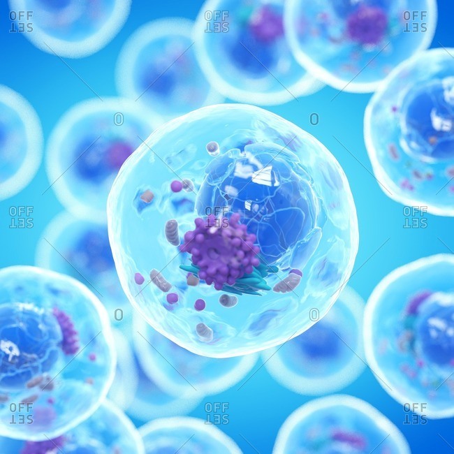 Animal cell, computer illustration.