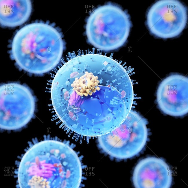Animal cell, computer illustration.