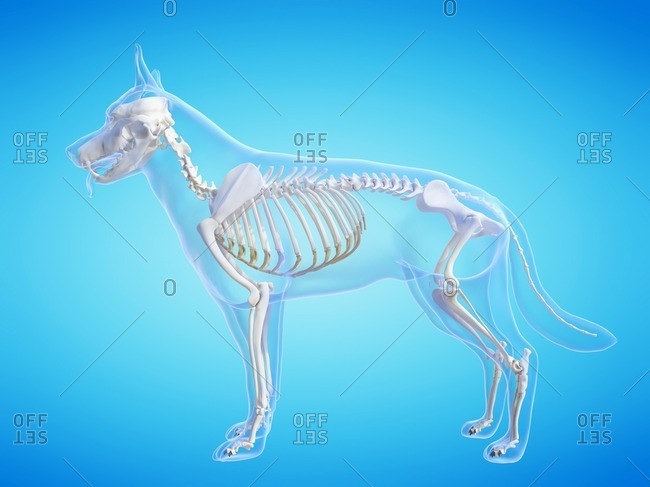Dog skeleton, computer illustration - Offset