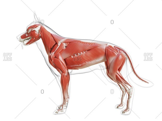 Dog musculature, computer illustration - Offset