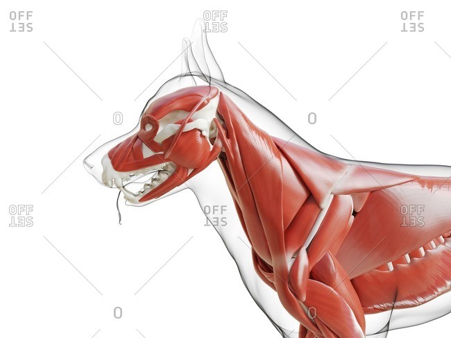 Dog musculature, computer illustration - Offset