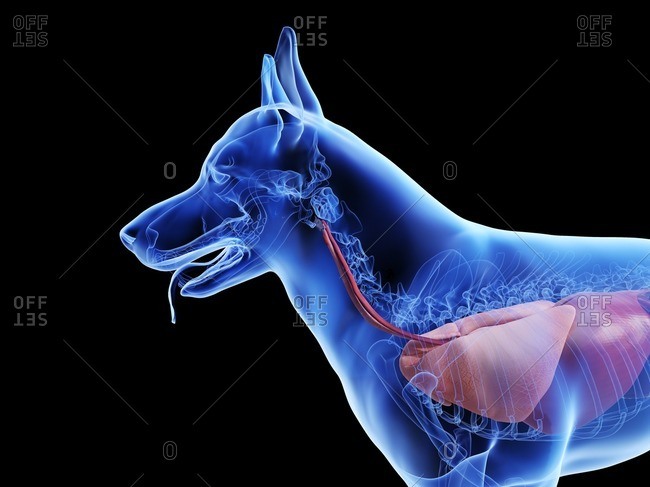 Dog anatomy, computer illustration - Offset