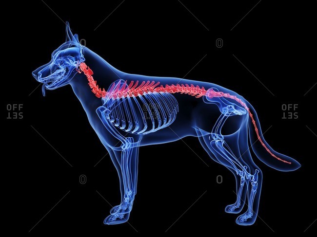Dog spine, computer illustration.
