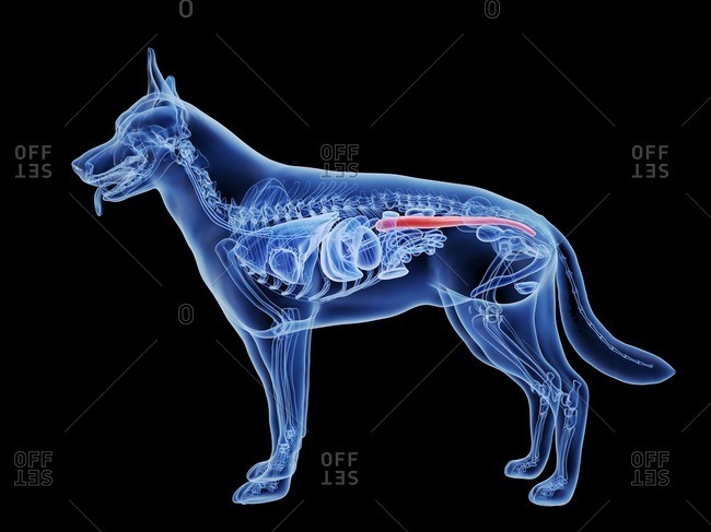Dog large intestine, computer illustration.