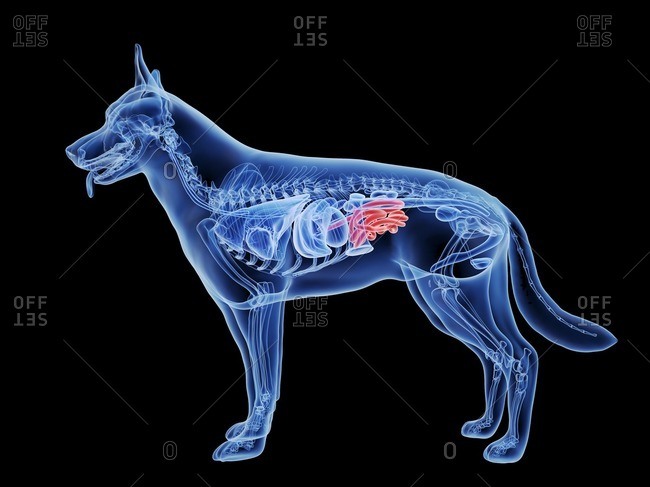 Dog small intestine, computer illustration.
