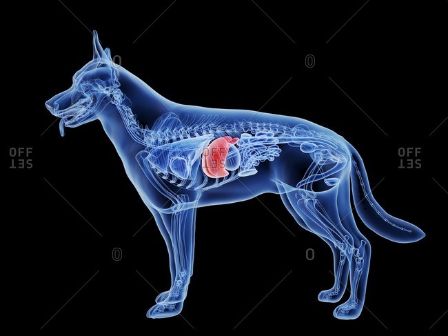 Dog liver, computer illustration - Offset