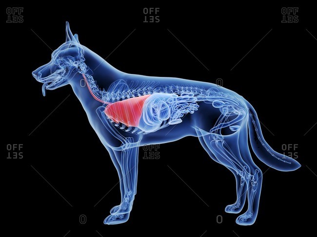 Dog lung, computer illustration - Offset