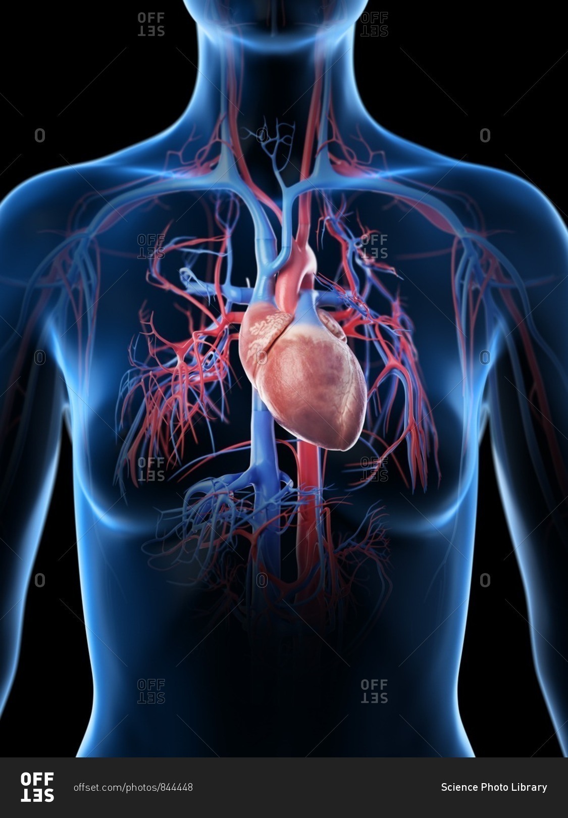 Female vascular system, computer illustration.
