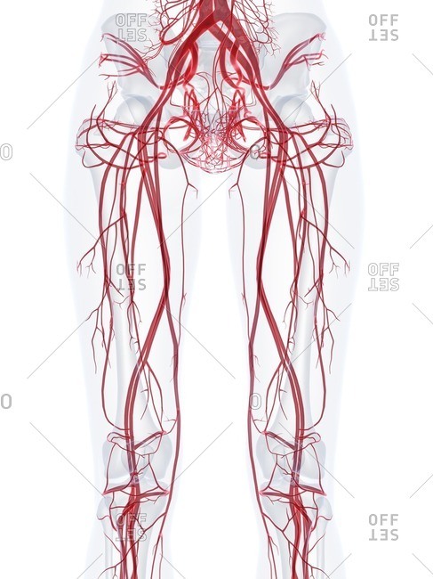 Female vascular system, computer illustration.