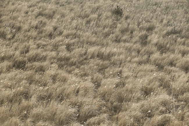 High angle view of reeds growing on field