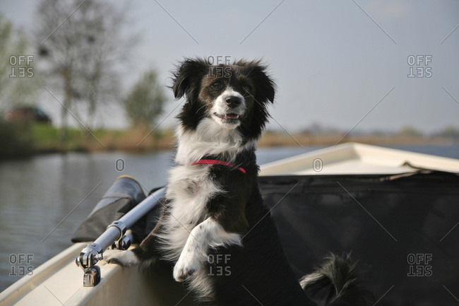 Small black and white dog looking attentively to the back of the boat.