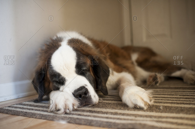 Large dog sleeping in hallway by back door at home