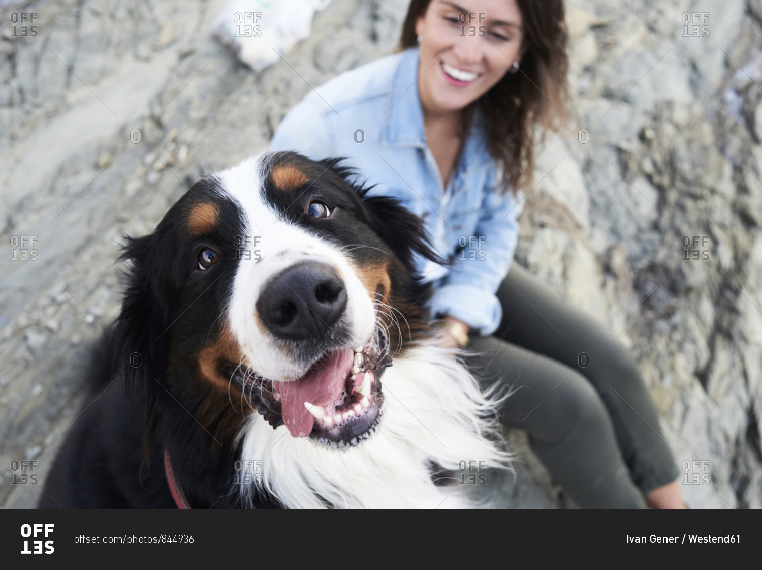 Happy bernese mountain dog looking at camera- his owner smiles next to him