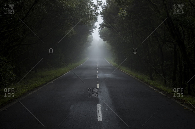 Empty country road in the fog