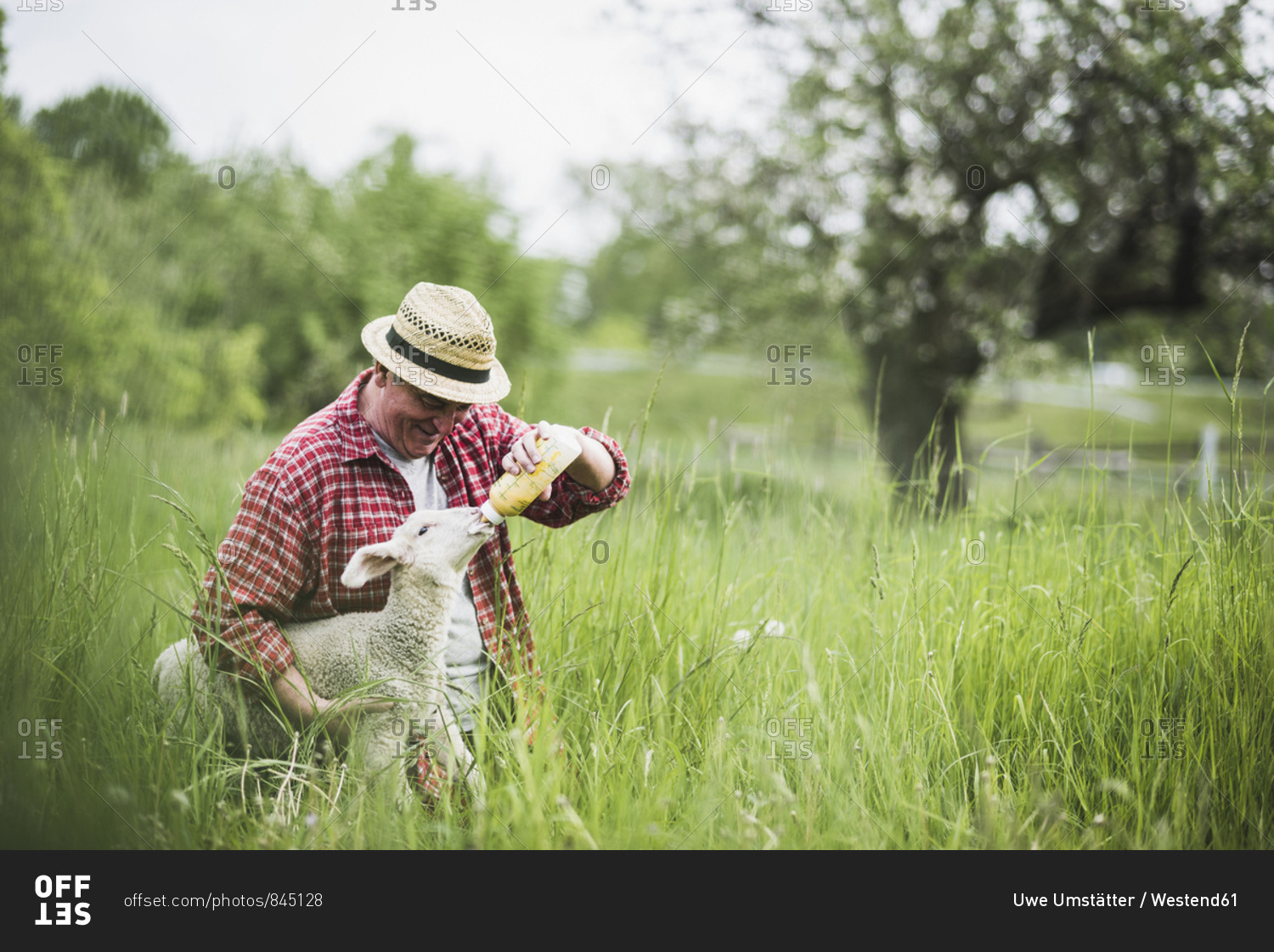 Shepherd feeding lamb with milk bottle