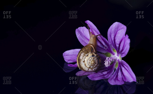 Close-up of snail with purple flower against black background