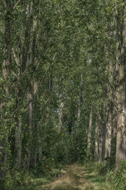 Small clearing in dense forest