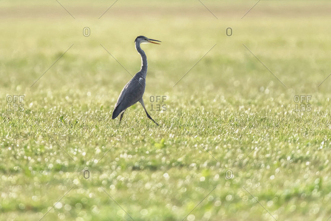 Grey heron walking through grassy field